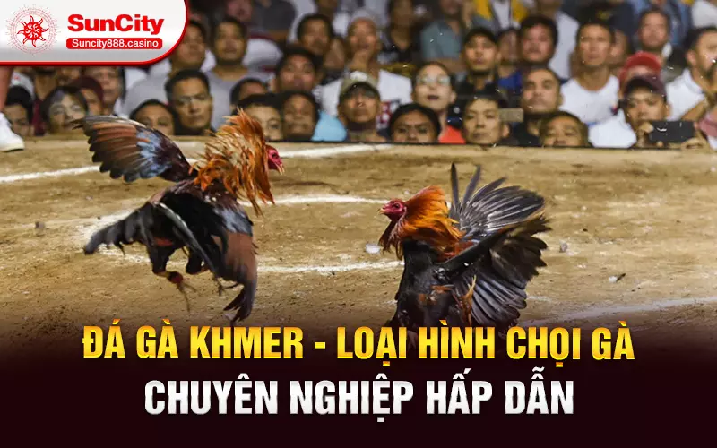 Đá gà Khmer - Loại hình chọi gà chuyên nghiệp hấp dẫn